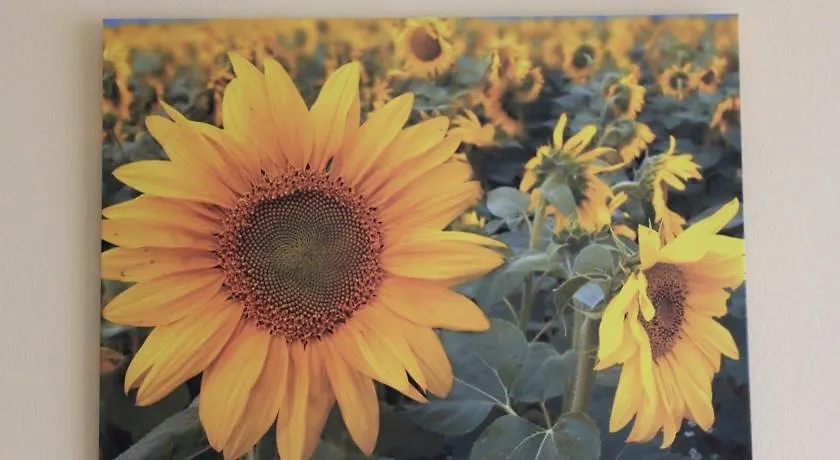 I Girasoli B&B Pisa Italy